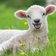 Illustration for article titled Sheep rustler caught by DNA test